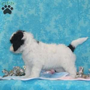 Krissy, Shih-Poo Puppy